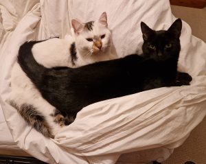 Chester and Jinx